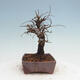 Venkovní bonsai - Zelkova - Zelkova NIRE - 4/5
