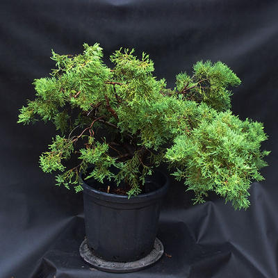 Jalovec - Juniperus sabina NO-25 - 4