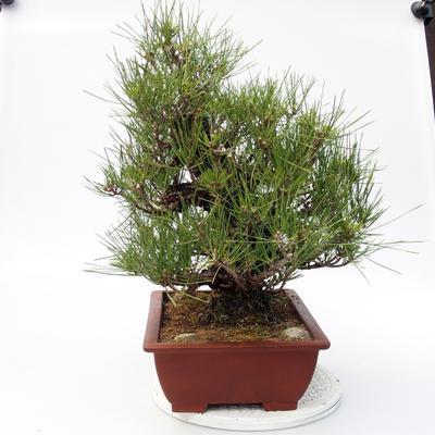 Pinus thunbergii Corticosa - Borovice thunbergova - 4