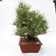 Pinus thunbergii Corticosa - Borovice thunbergova - 4/5