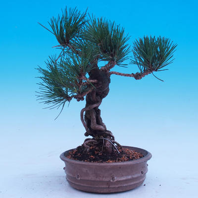 Venkovní bonsai -Borovice Thungergova - Pinus thunbergii - 4