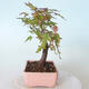 Venkovní bonsai - Javor palmatum sangokaku - Javor dlanitolistý - 4/5