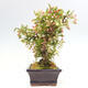 Venkovní bonsai - Malus sargentii -  Maloplodá jabloň - 4/6