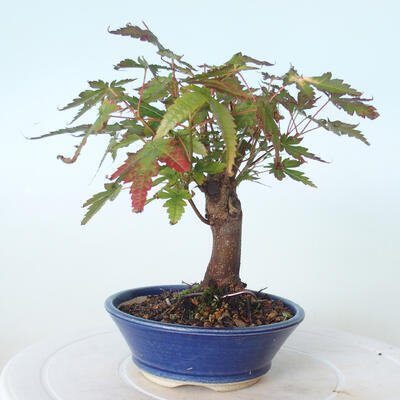 Venkovní bonsai - Javor palmatum sangokaku - Javor dlanitolistý - 4
