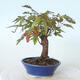 Venkovní bonsai - Javor palmatum sangokaku - Javor dlanitolistý - 4/5