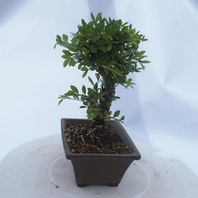 Venkovní bonsai - Zelkova - Zelkova NIRE - 4