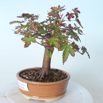 Venkovní bonsai - Javor palmatum sangokaku - Javor dlanitolistý - 4