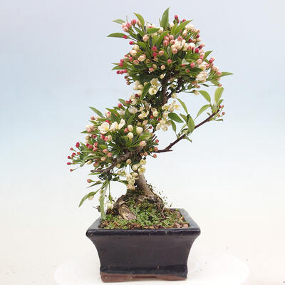 Venkovní bonsai - Malus sargentii -  Maloplodá jabloň - 4