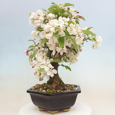 Venkovní bonsai -Malus halliana - Maloplodá jabloň - 4