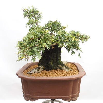 Venkovní bonsai - Hloh - Crataegus monogyna - 4