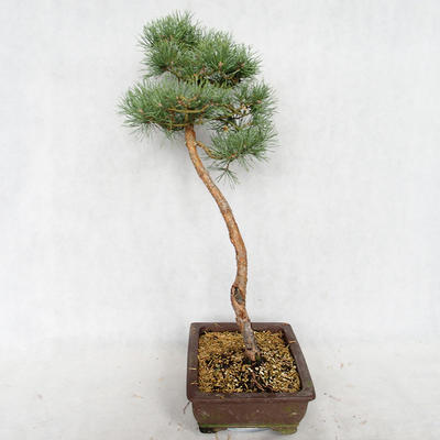 Venkovní bonsai - Pinus sylvestris Watereri  - Borovice lesní VB2019-26839 - 4