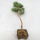 Venkovní bonsai - Pinus sylvestris Watereri  - Borovice lesní VB2019-26839 - 4/4