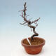 Venkovní  bonsai -  Chaneomeles chinensis - Kdoulovec čínsky - 4/4