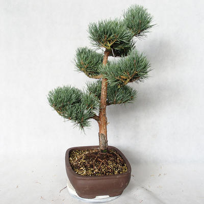 Venkovní bonsai - Pinus sylvestris Watereri  - Borovice lesní VB2019-26848 - 4
