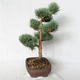 Venkovní bonsai - Pinus sylvestris Watereri  - Borovice lesní VB2019-26848 - 4/4
