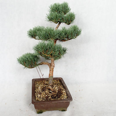 Venkovní bonsai - Pinus sylvestris Watereri  - Borovice lesní VB2019-26852 - 4