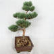 Venkovní bonsai - Pinus sylvestris Watereri  - Borovice lesní VB2019-26852 - 4/4