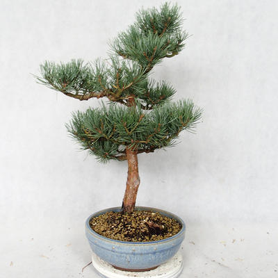 Venkovní bonsai - Pinus sylvestris Watereri  - Borovice lesní VB2019-26859 - 4