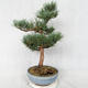 Venkovní bonsai - Pinus sylvestris Watereri  - Borovice lesní VB2019-26859 - 4/4