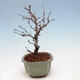 Venkovní bonsai - Blýskalka chlupatá - Photinia villosa - 4/5