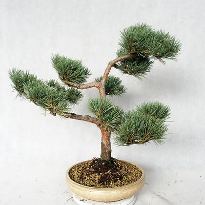 Venkovní bonsai - Pinus sylvestris Watereri  - Borovice lesní VB2019-26868 - 4