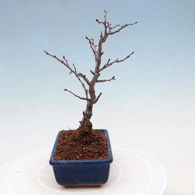 Venkovní bonsai - Blýskalka chlupatá - Photinia villosa - 4