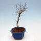 Venkovní bonsai - Blýskalka chlupatá - Photinia villosa - 4/5