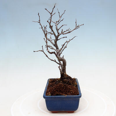 Venkovní bonsai - Blýskalka chlupatá - Photinia villosa - 4