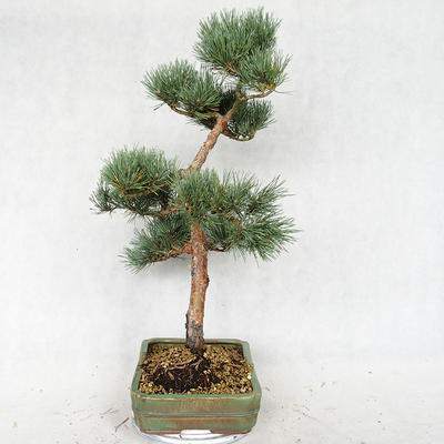 Venkovní bonsai - Pinus sylvestris Watereri  - Borovice lesní VB2019-26877 - 4