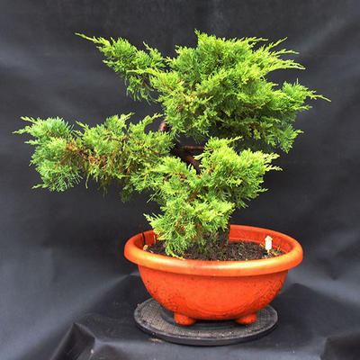 Jalovec - Juniperus sabina NO-28 - 4