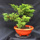 Jalovec - Juniperus sabina NO-28 - 4/7