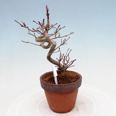 Venkovní bonsai  Acer palmatum - Javor dlanitolistý - 4