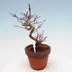 Venkovní bonsai  Acer palmatum - Javor dlanitolistý - 4/4