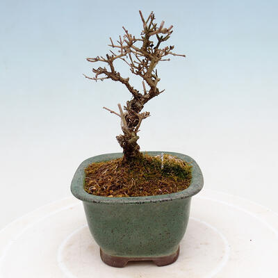 Venkovní bonsai - Ligustrum obtusifolium - Ptačí zob tupolistý - 4