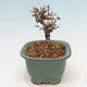 Venkovní bonsai - Ligustrum obtusifolium - Ptačí zob tupolistý - 4/5
