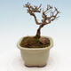 Venkovní bonsai - Ligustrum obtusifolium - Ptačí zob tupolistý - 4/5