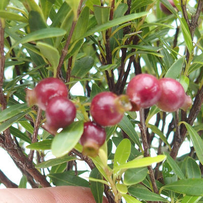 Izbová bonsai - Syzygium - pimentovníka - 4