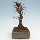 Venkovní bonsai - Zelkova - Zelkova NIRE - 4/5