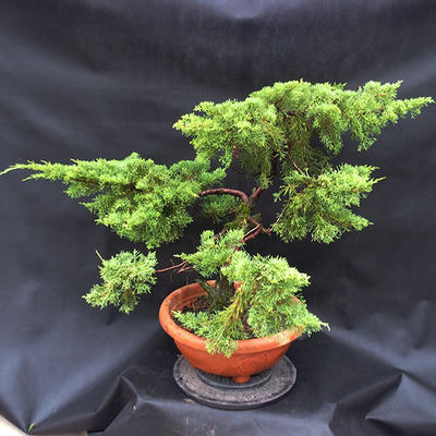 Jalovec - Juniperus sabina NO-29 - 4