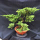 Jalovec - Juniperus sabina NO-29 - 4/6