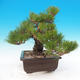 Venkovní bonsai - Pinus thunbergii - Borovice thunbergova - 4/6
