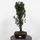 Venkovní bonsai - Taxus cuspidata  - Tis japonský - 4/5
