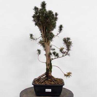 Venkovní bonsai - Taxus cuspidata  - Tis japonský - 4