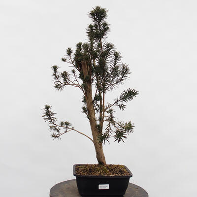 Venkovní bonsai - Taxus cuspidata  - Tis japonský - 4