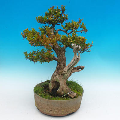 Venkovní bonsai -Zimostrás VB14302 - 4