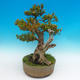 Venkovní bonsai -Zimostrás VB14302 - 4/5