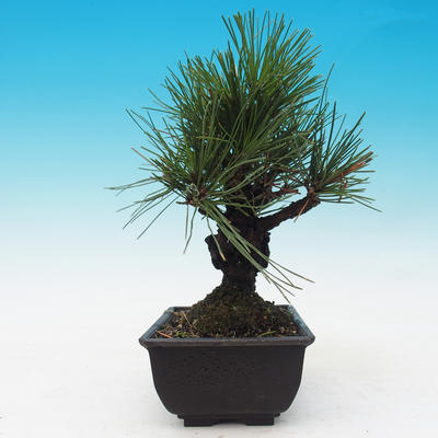 Venkovní bonsai - Pinus thunbergii corticosa - borovice korková - 4