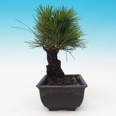 Venkovní bonsai - Pinus thunbergii corticosa - borovice korková - 4