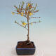 Venkovní bonsai - Zlatice - Forsythia intermedia - 4/4