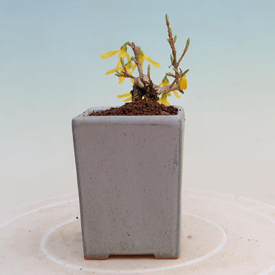 Venkovní bonsai - Zlatice - Forsythia intermedia - 4